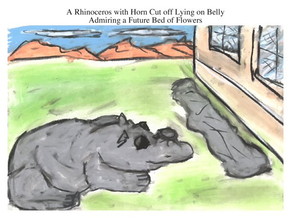 A Rhinoceros with Horn Cut off Lying on Belly Admiring a Future Bed of Flowers