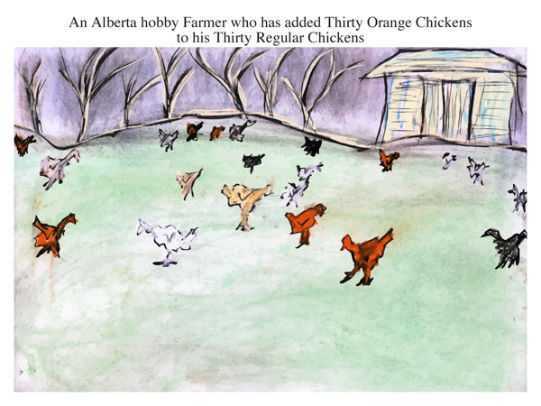An Alberta hobby Farmer who has added Thirty Orange Chickens to his Thirty Regular Chickens