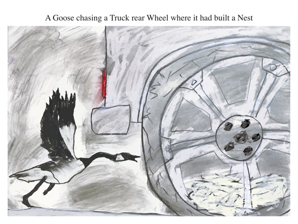 A Goose chasing a Truck rear Wheel where it had built a Nest